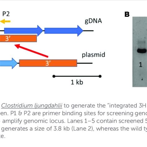hb pathways  quantification    hb pathway
