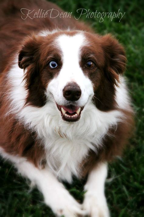 Australian Shepherd with Blue Eyes