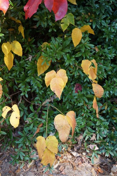 Some Yellow And Red Leaves Are On The Ground