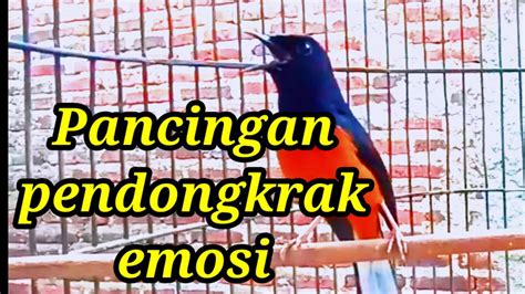 Pancingan Murai Batu Pendongkrak Emosi Burung Lepas Trotol Maupun Murai