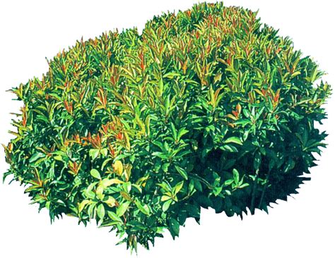 100 Shrub Png Images