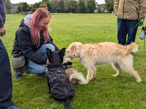 Clicker dog training - cue or reward?