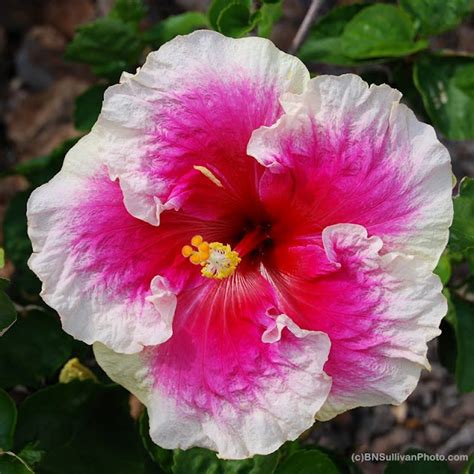 B N Sullivan Photography The Morning Glory Tropical Hibiscus