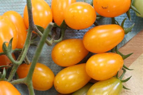 Томат Грушевый апельсин: описание сорта помидоров, характеристики ...