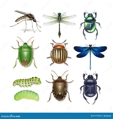 Sistema De Diversos Insectos Ilustraci N Del Vector Ilustraci N De