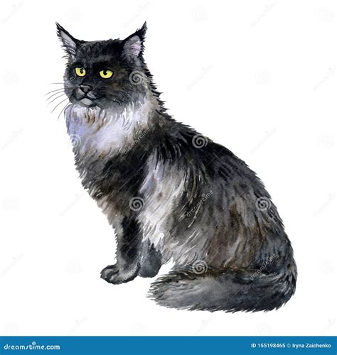 Black American Longhair Cat