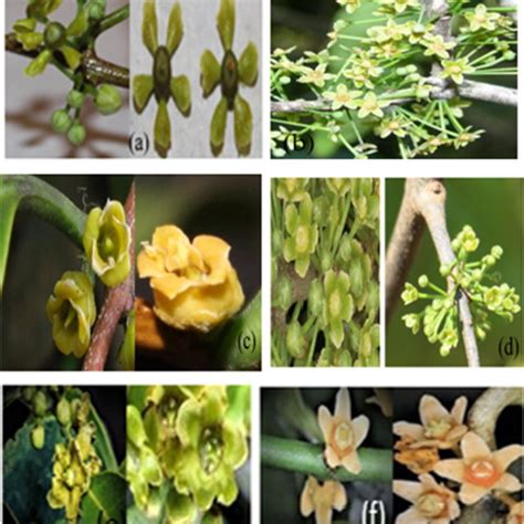 Variations In Leaf Apex Shape Leaf Blade Shape And Leaf Base Shape Of