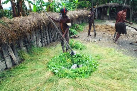 People Of The Dani Tribe Preparing Pig Feast West Papua Editorial