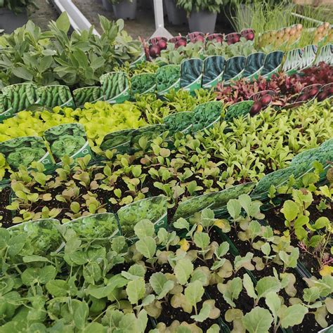 Getting to Birchen Grove Garden Centre via London Public Transit 25