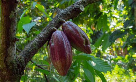 Impulsan Proyecto Agroturístico Del Cacao En Páez Gobernación