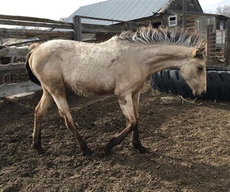 AQHA Buckskin YearlingsPkg Deal Timber Lake SD