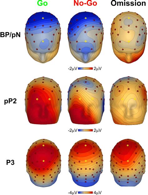 Scalp Topographies Of The Main Erp Components In The Three Response