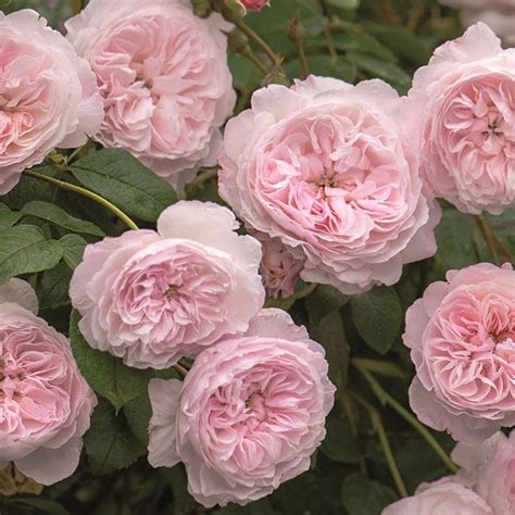 Rosa 'Albrighton Rambler' | Kletterrose, Blumen rosen, Rosa garten