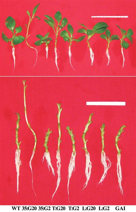 Phenotypic characterizations of WT and transgenic plants. One-month-old ...