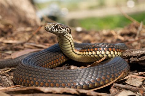 snake facts education center