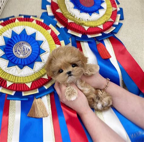 Купить щенка Мальтипу ️ | Щенки маленьких пород собак