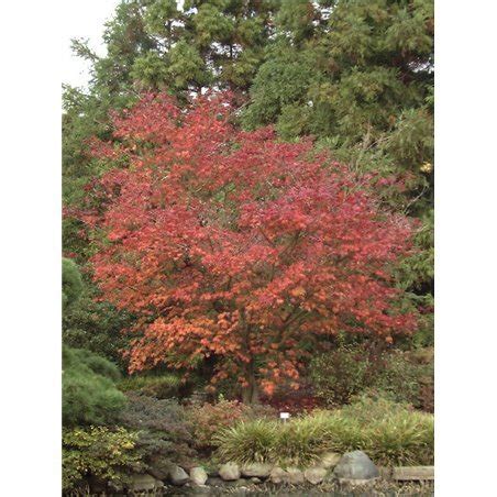 Acer jap Aconitifolium érable japonais Acheter sur Plantes ch