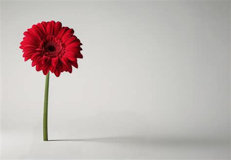 Single Red Gerbera Daisy Flower On White Background 47021394 Stock