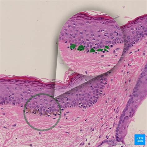 skin cells layers  histological features kenhub