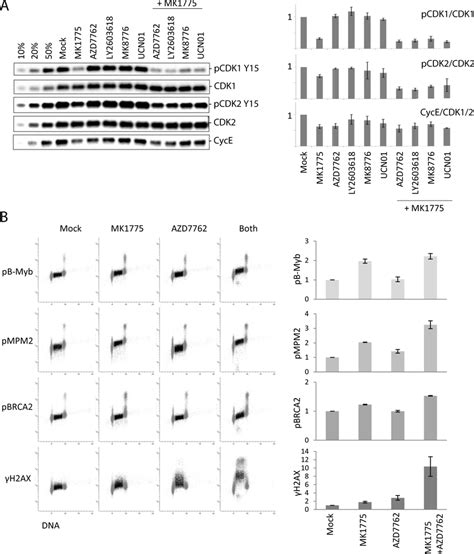 S Phase CDK Activity Poorly Correlates With The Extent Of DNA Damage