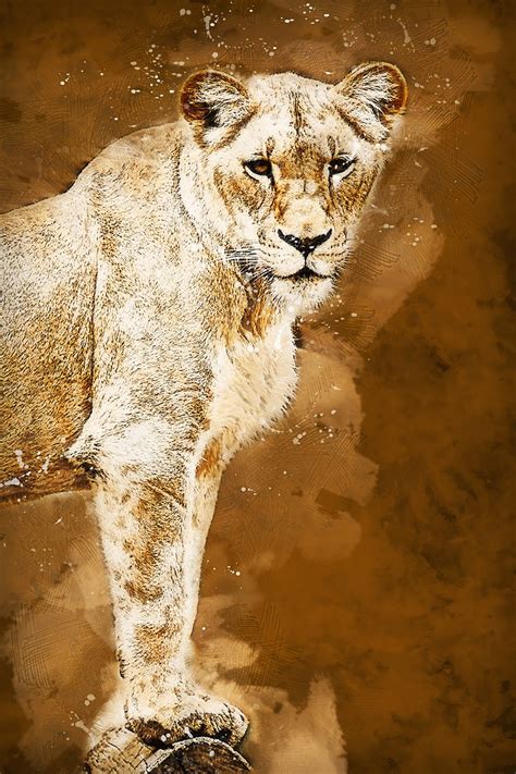 Download Lioness Animal Art Royalty Free Stock Illustration Image