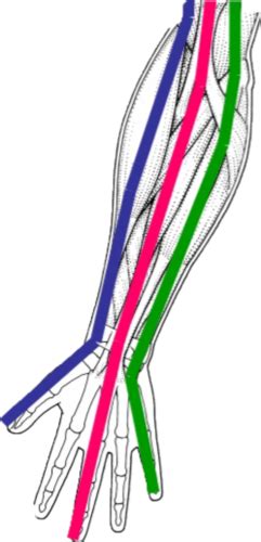 Acupuncture Point And Channels 1 Flashcards Quizlet