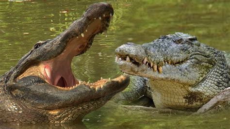 Crocodile Vs Alligator Fight