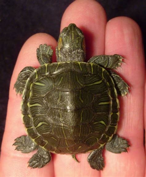 Amazing Mutant Animals Amazing Extreme Odd Incredible Awesome