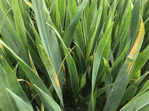 Septoria Und Gelbrost Drohen Im Weizen Handeln Sie Jetzt Top Agrar