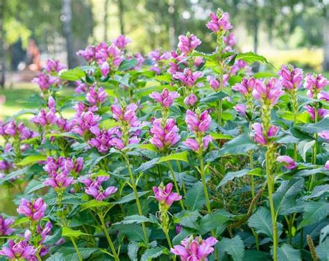 Chelone Obliqua Hot Lips Turtlehead Plant Flowering Perennial 1 Gallon Well Rooted Live