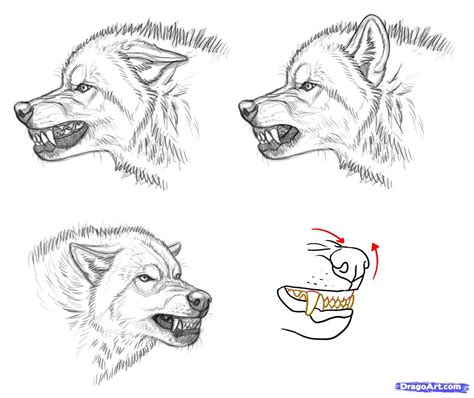 How To Draw An Angry Wolf