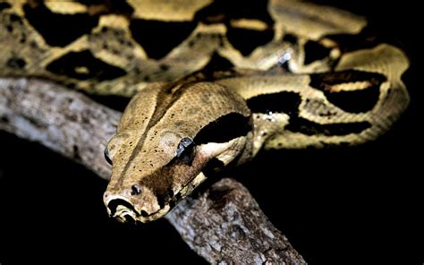 Facts About Boa Constrictor Factinformer