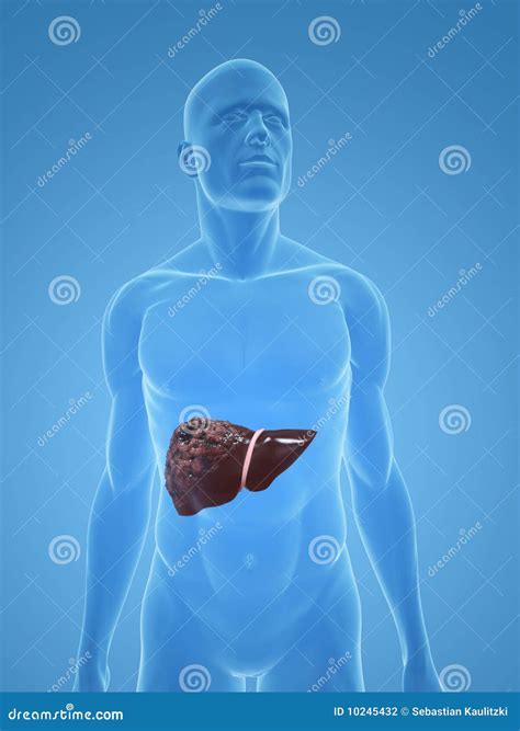 Liver Cancer Stock Illustration Illustration Of Biology 10245432