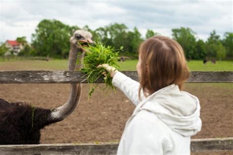 What Do Ostriches Eat? (Interesting Diet & Eating Habits)
