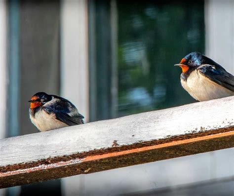 How To Attract Birds To The Balcony Easy Tips For You