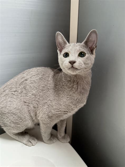 Blue Panther UK - Pedigree Russian Blue Kittens Breeder | London