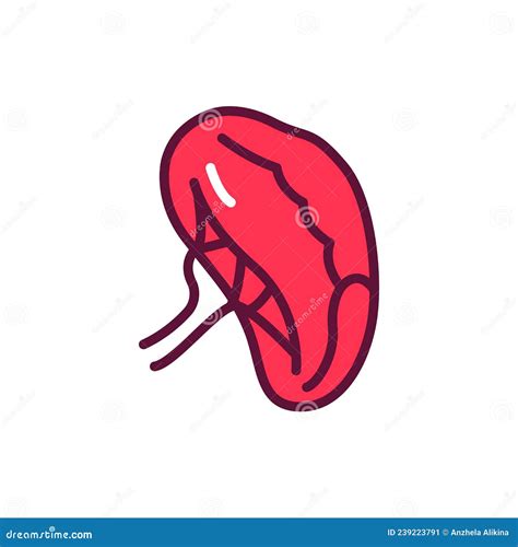 Spleen Line Icon Outline Symbol Vector Illustration Concept Sign