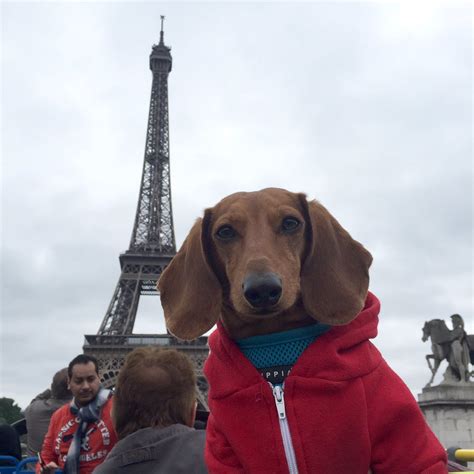 Gay Lizard Brain On Twitter Bonjour