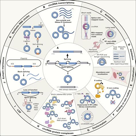 Circular Rnas Characterization Cellular Roles And Applications Cell