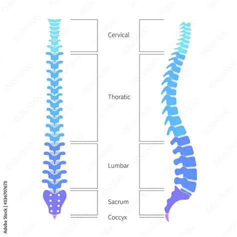 human spine structure anatomy stock vector adobe stock