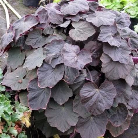Гейхера XXL: описание сорта, характеристики, агротехника посадки и ...
