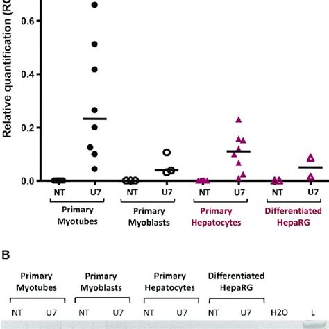 Skipping Quantification Of Exon 53 Of The DMD Messenger Through RNA Seq