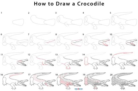How To Draw Crocodiles Step By Springadvance
