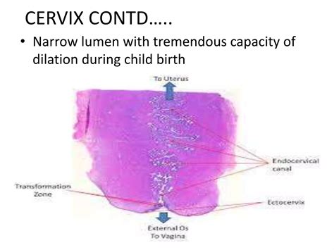 Histology of uterus and cervix | PPTX