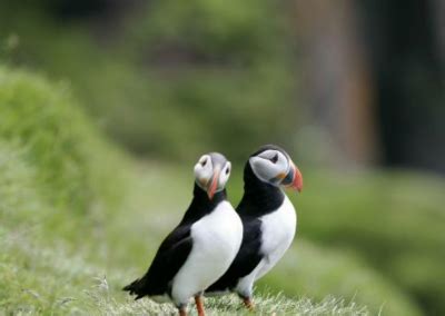 Premium RIB Boat Puffin Tour From Reykjavik | Aurora Reykjavik