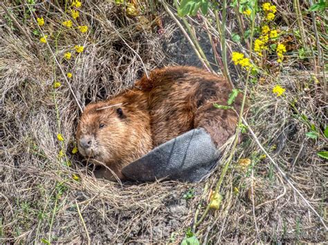 Beavers Re Introduction To South Bay Going Swimmingly