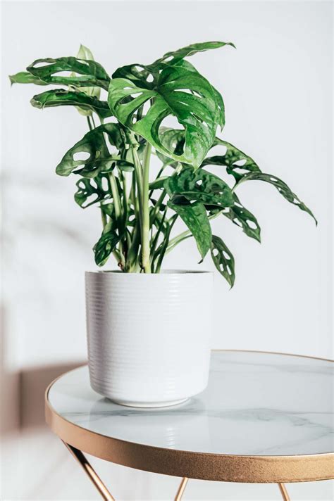 How To Grow And Care For A Swiss Cheese Plant