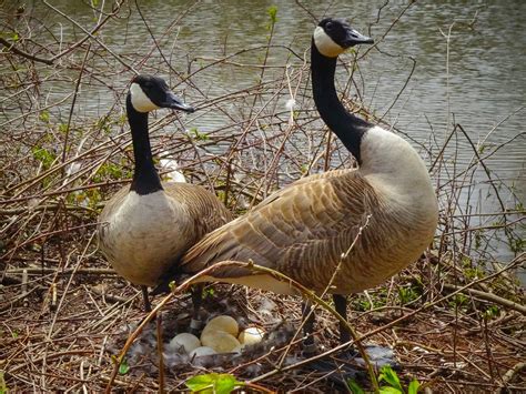 Canada Goose Bird Facts (Branta canadensis) | Bird Fact