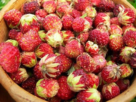 О клубнике лесной: как выглядит, чем отличается от садовой культуры и ...