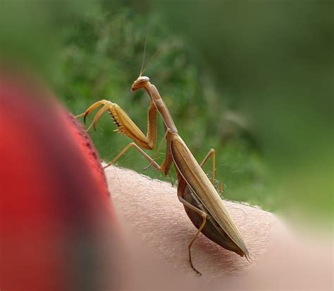 Mante Religieuse Les Photos De Nellou